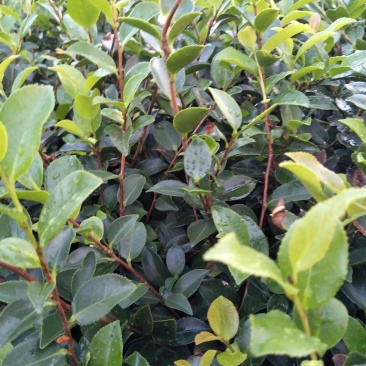 郴州精品茶梅批发农户直发运费自理