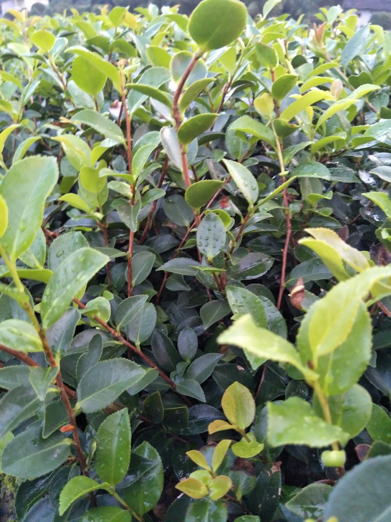 郴州精品茶梅批发农户直发运费自理