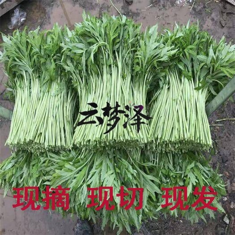 云梦泽湖北特产新鲜泥蒿芦蒿黎蒿篱蒿泥耗黎耗