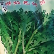 精品光杆茼蒿种子出芽率高根系发达长势快产量高绿杆清秀