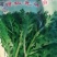 精品光杆茼蒿种子出芽率高根系发达长势快产量高绿杆清秀