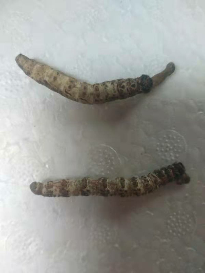 冬虫夏草