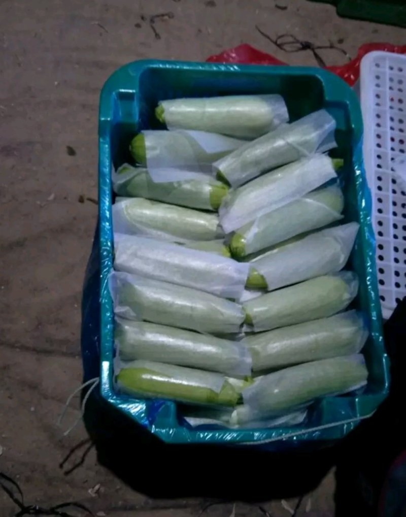 精品油绿皮西葫芦大量上市中山东聊城东昌府区产地直发