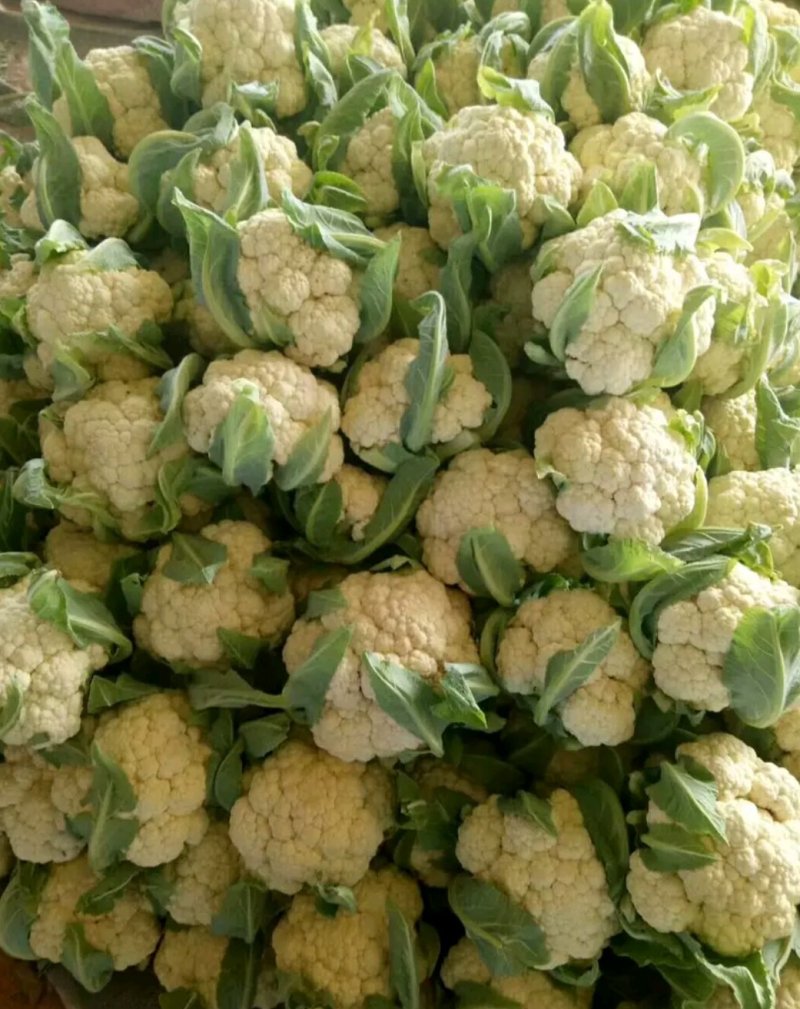 山东聊城有机花菜大量上市中急需客户前来收购