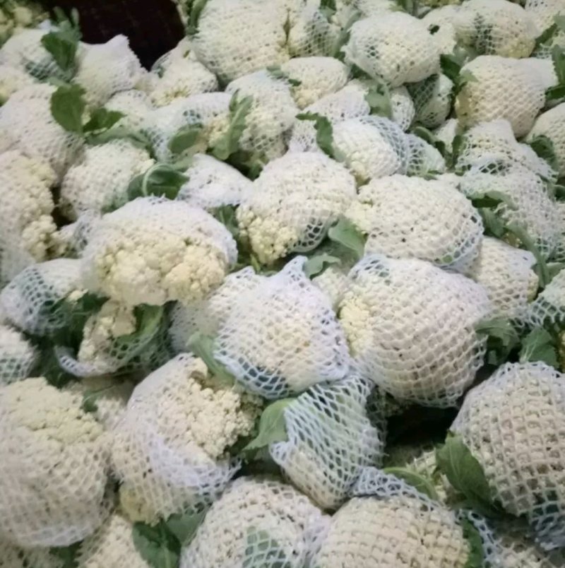山东聊城有机花菜大量上市中急需客户前来收购