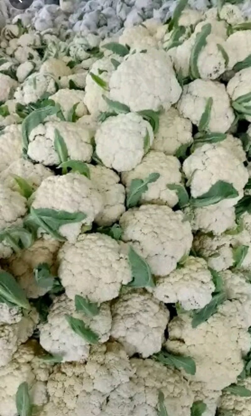 山东聊城有机花菜大量上市中急需客户前来收购