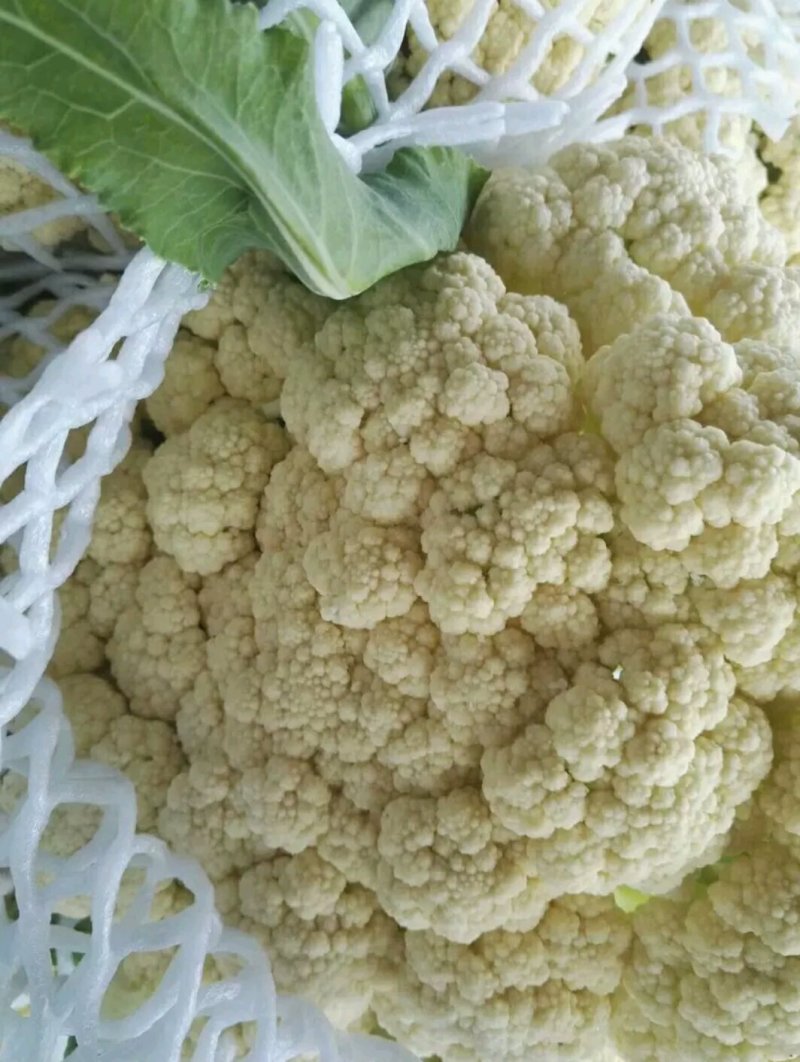 山东聊城有机花菜大量上市中急需客户前来收购
