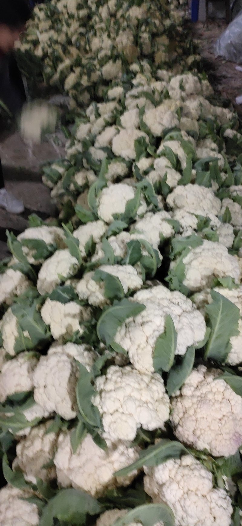 山东聊城有机花菜大量上市中急需客户前来收购