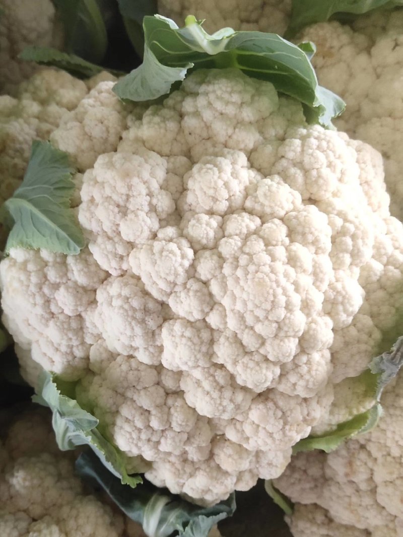 山东聊城有机花菜大量上市中急需客户前来收购