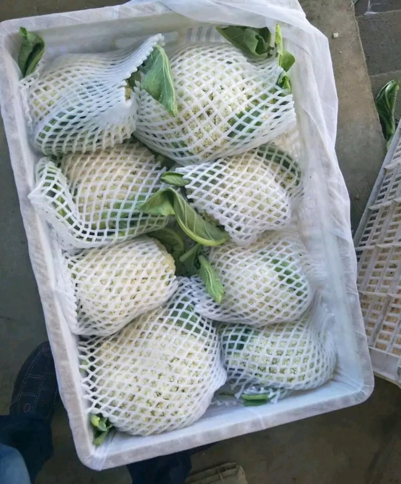 山东聊城有机花菜大量上市中急需客户前来收购