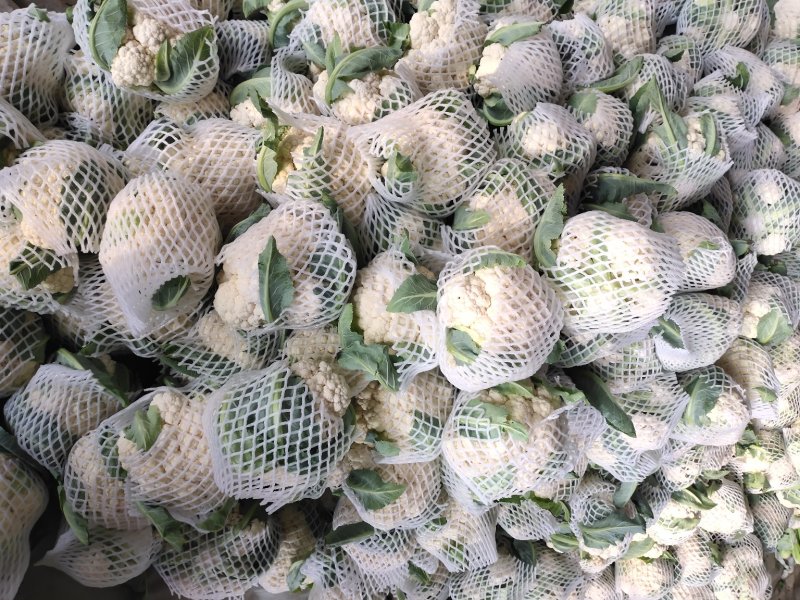 山东聊城有机花菜大量上市中急需客户前来收购