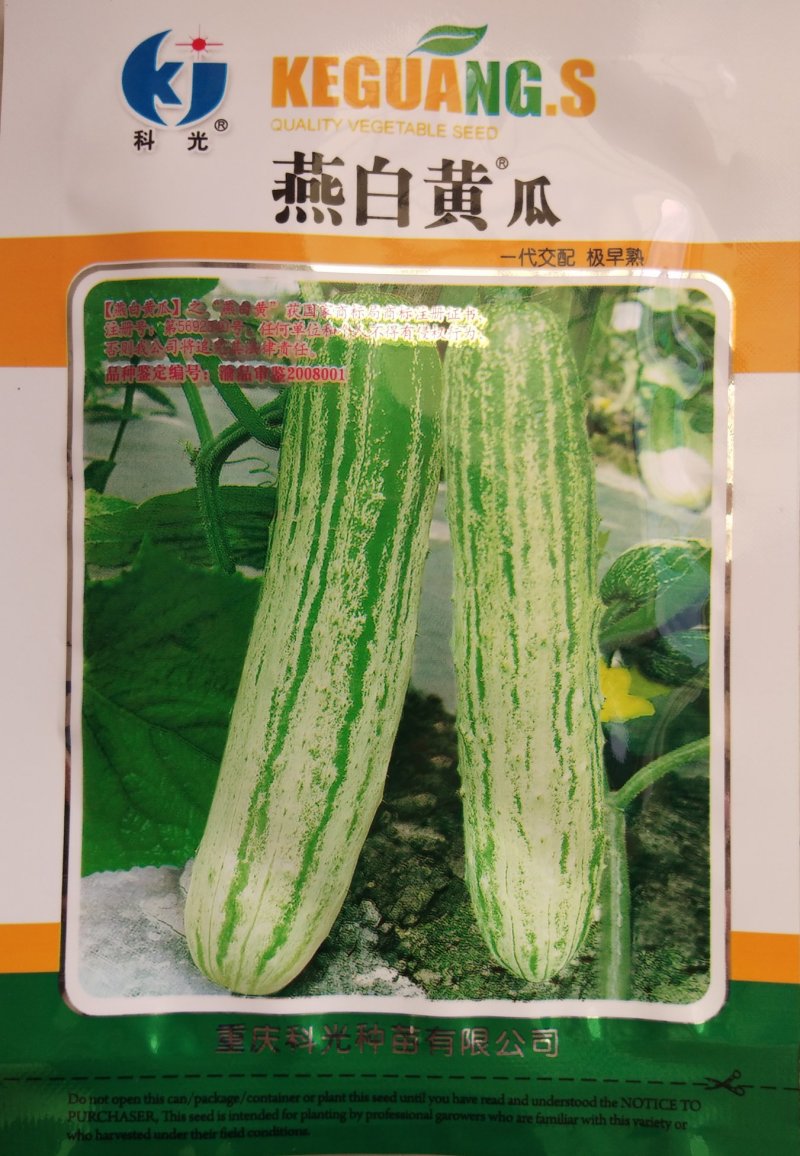 黄瓜种子燕白黄瓜种子（燕白）