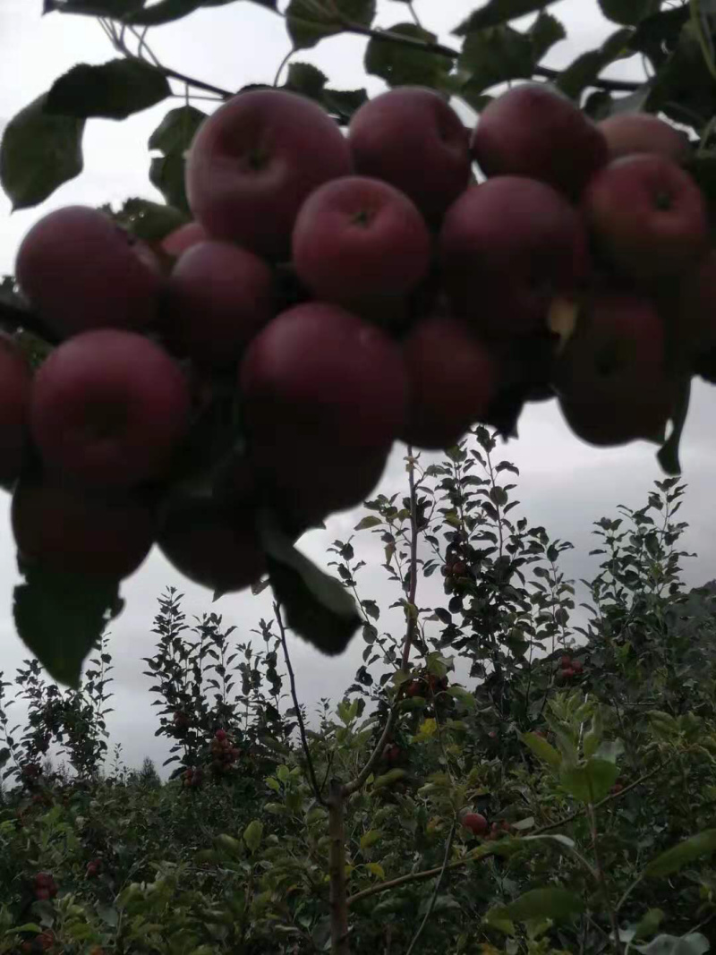 自家龙丰苹果