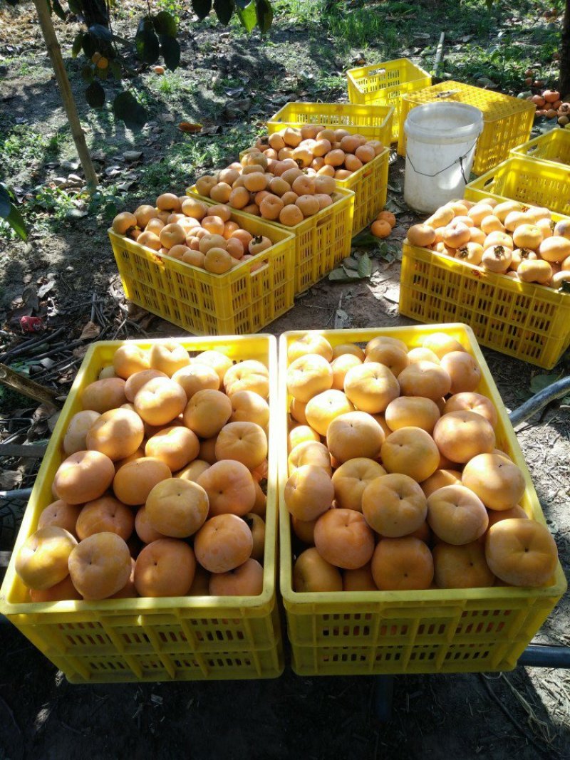 广西桂林恭城瑶山大柿子水泡甜脆柿子，无花纹高山柿子