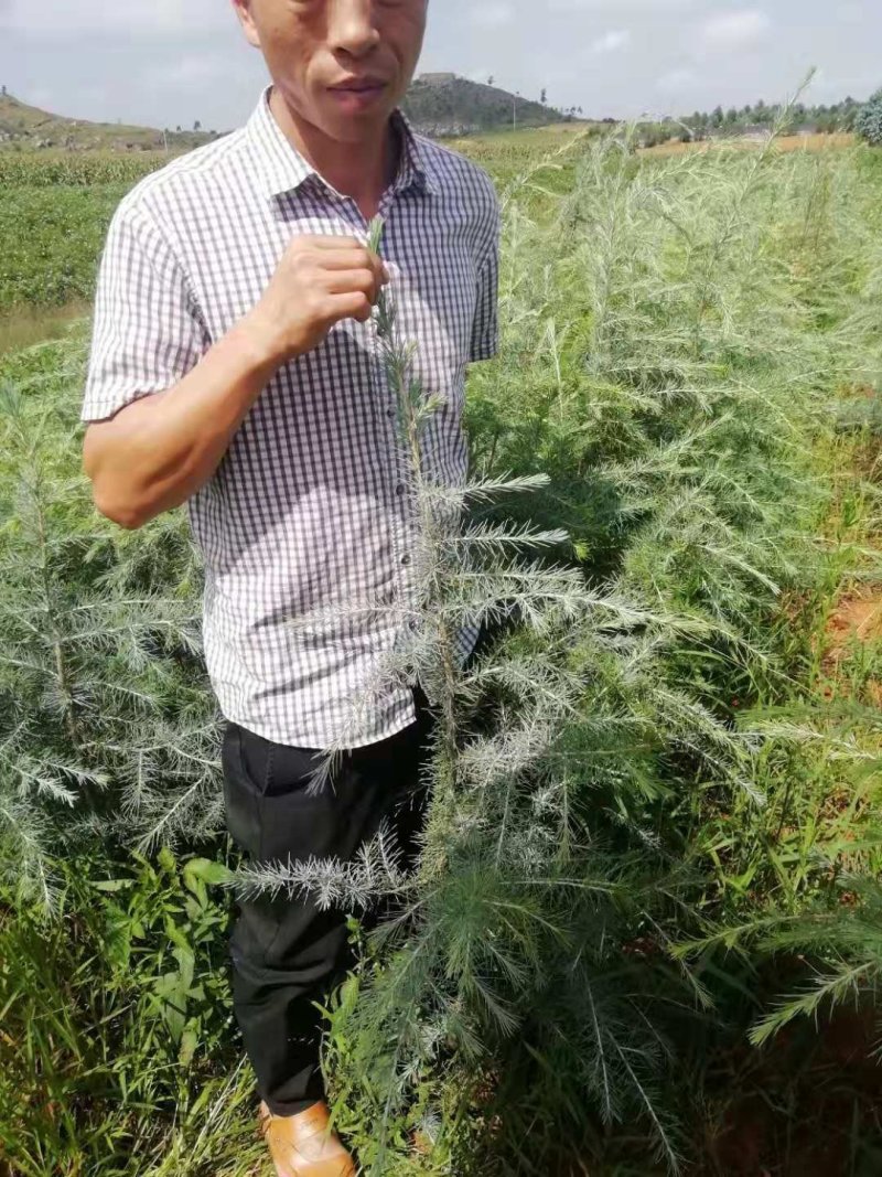 雪松红豆杉