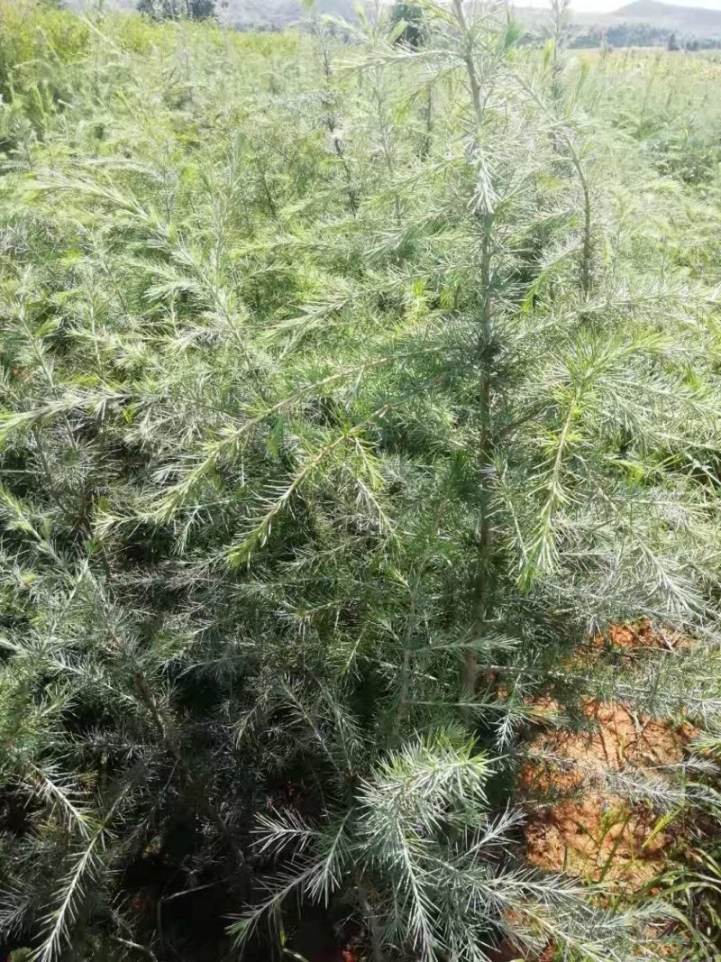 雪松红豆杉