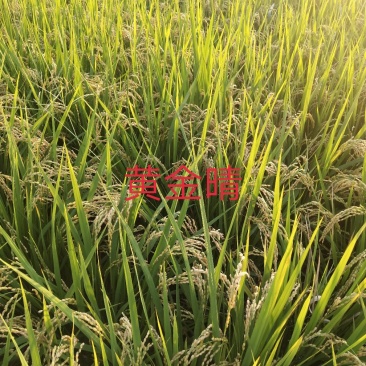 黄金晴稻谷，精选机去杂去石，鲜米机精品。
