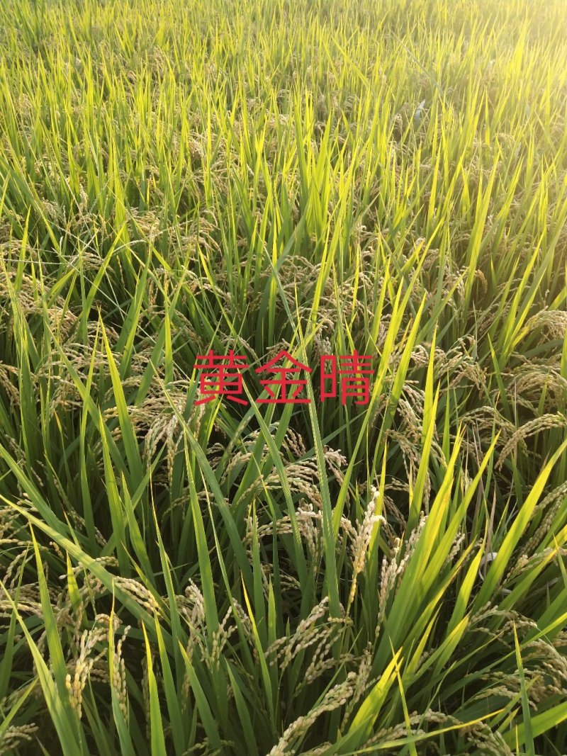 黄金晴大米，不抛光不打蜡不掺杂做好品种做良心生意。