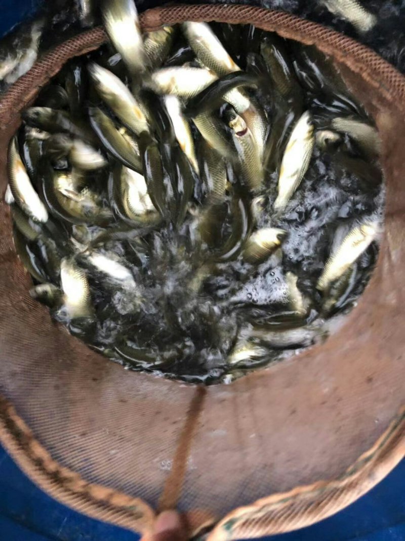 草鱼苗，