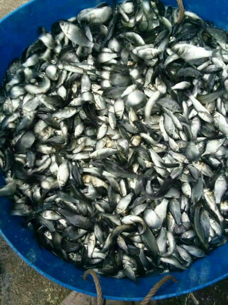 草鱼苗，