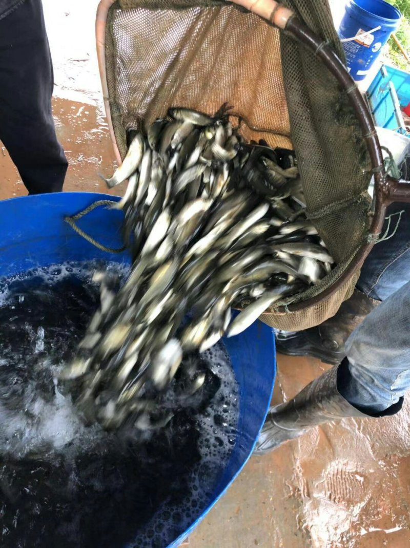 草鱼苗，