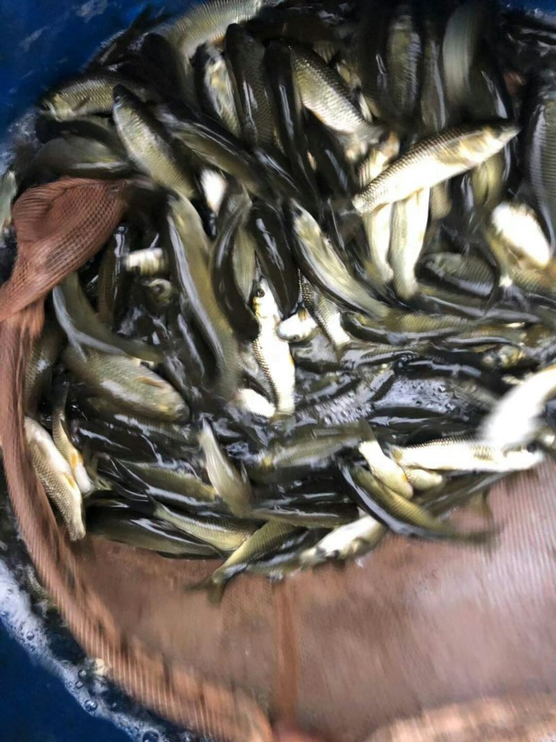 草鱼苗，