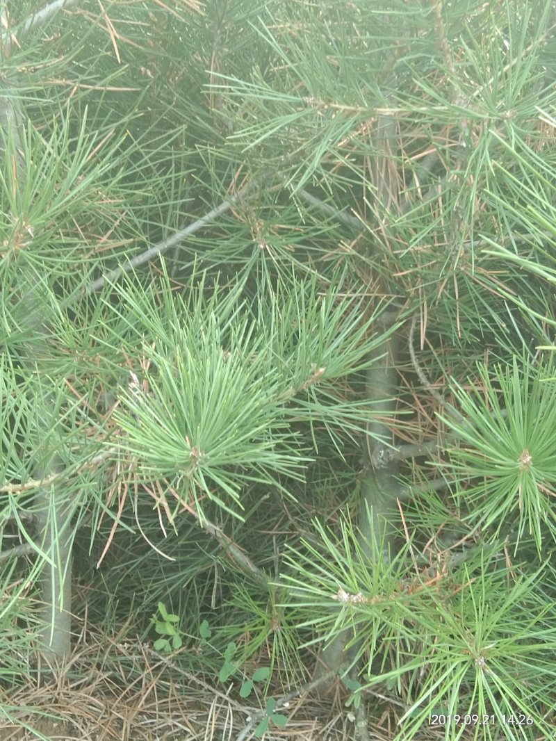 白皮松杯苗，大田苗，袋苗。货源充足，欢迎关注