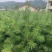 白皮松杯苗，大田苗，袋苗。货源充足，欢迎关注