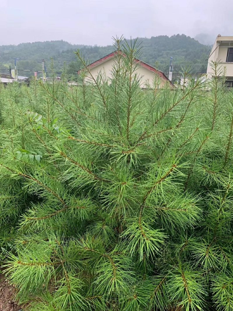 白皮松杯苗，大田苗，袋苗。货源充足，欢迎关注