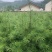 白皮松杯苗，大田苗，袋苗。货源充足，欢迎关注