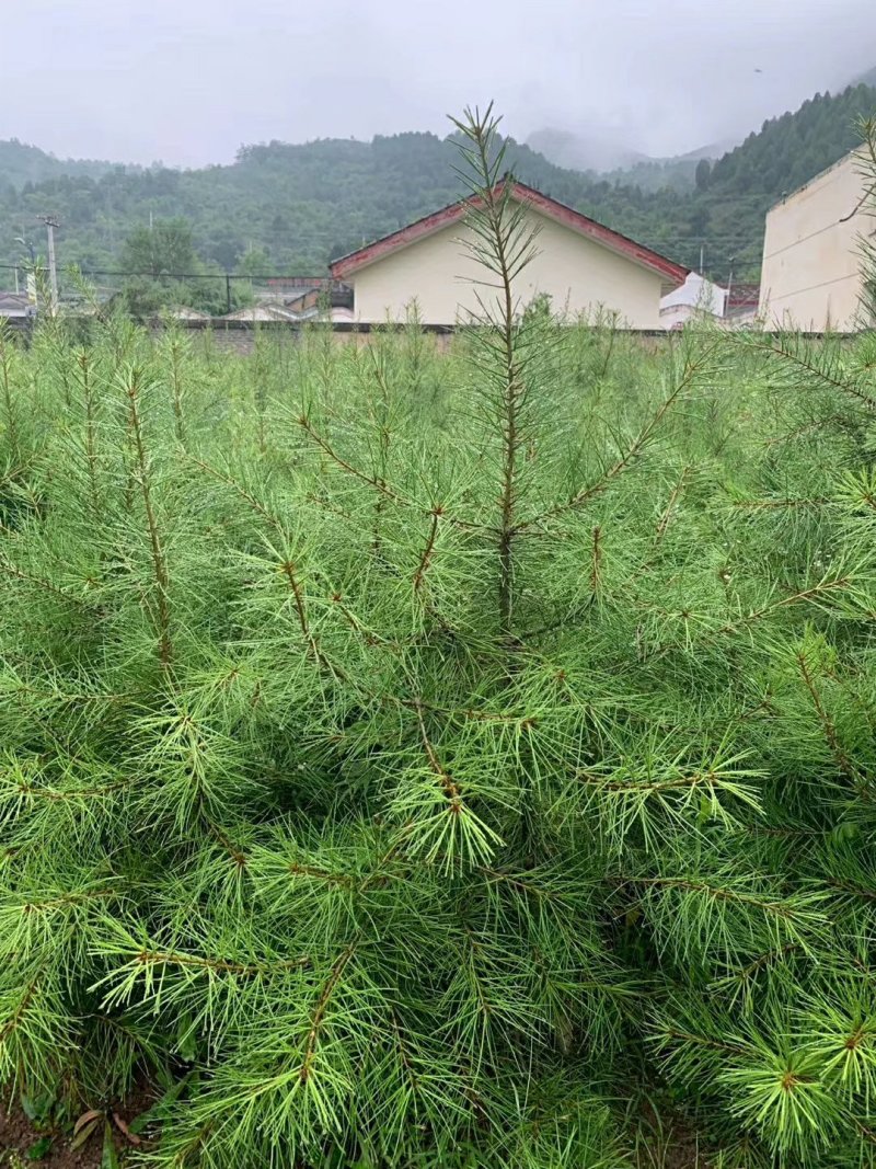 白皮松杯苗，大田苗，袋苗。货源充足，欢迎关注