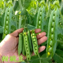 先锋美国甜脆碗豆种子荚豆两食品种大荚型甜碗豆