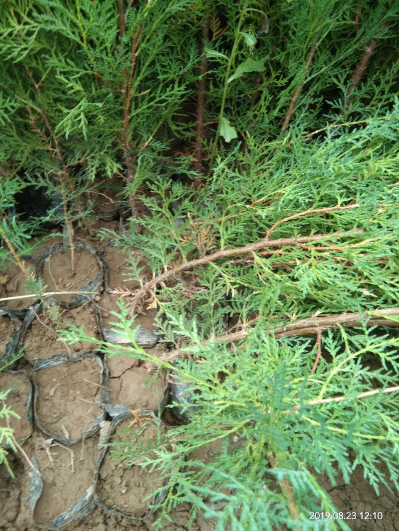 精品侧柏，绿化苗木苗农户直供一手货源，各种规格价格美丽