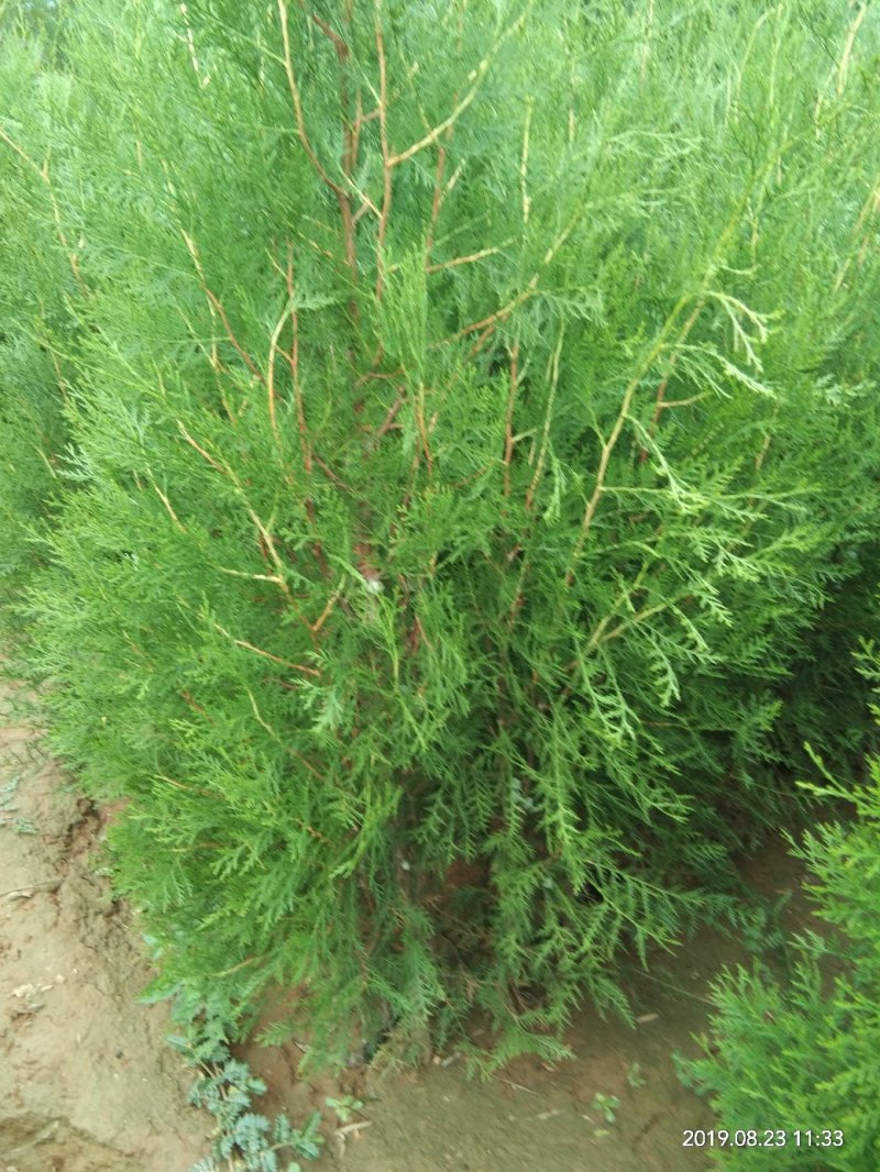 精品侧柏，绿化苗木苗农户直供一手货源，各种规格价格美丽