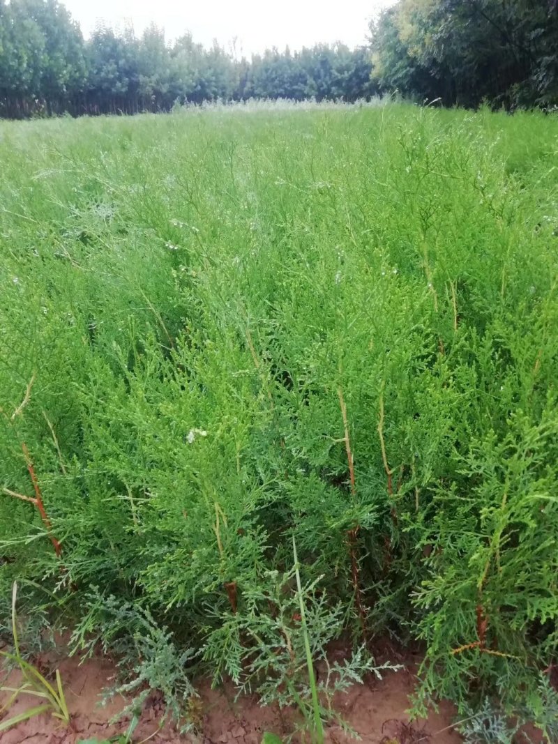 精品侧柏，绿化苗木苗农户直供一手货源，各种规格价格美丽