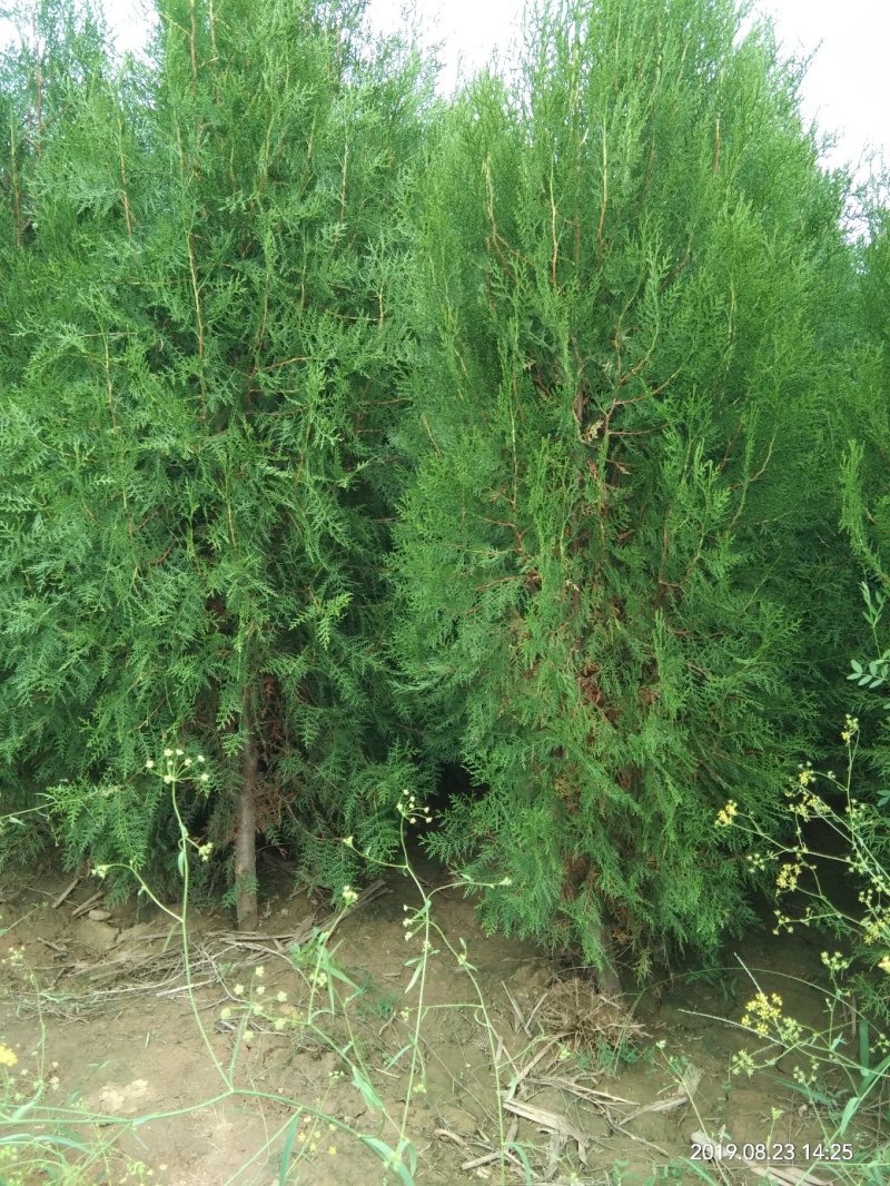 精品侧柏，绿化苗木苗农户直供一手货源，各种规格价格美丽