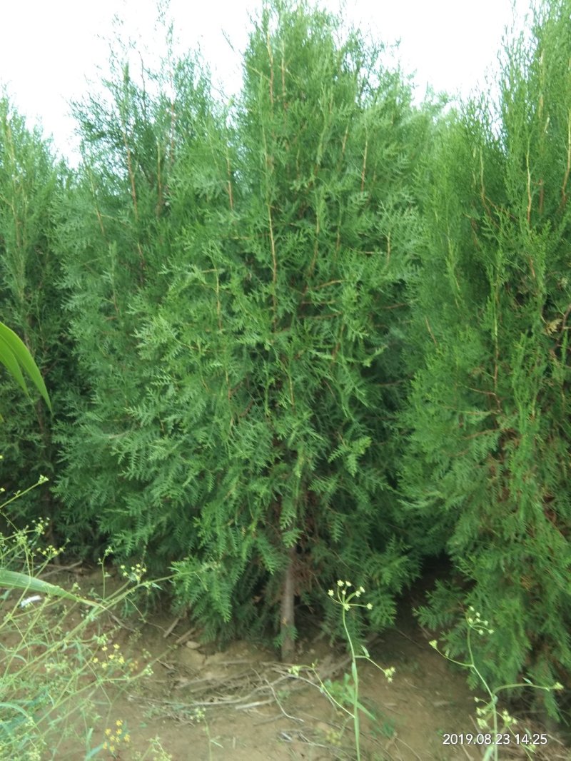 精品侧柏，绿化苗木苗农户直供一手货源，各种规格价格美丽