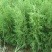 精品侧柏,绿化苗木苗农户直供一手货源,各种规格价格美丽