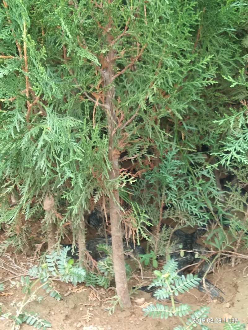 精品侧柏，绿化苗木苗农户直供一手货源，各种规格价格美丽