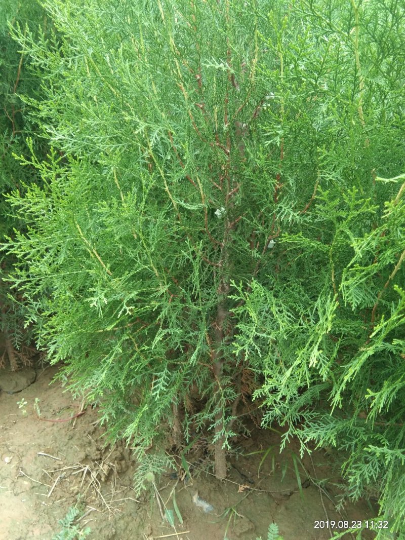 精品侧柏，绿化苗木苗农户直供一手货源，各种规格价格美丽
