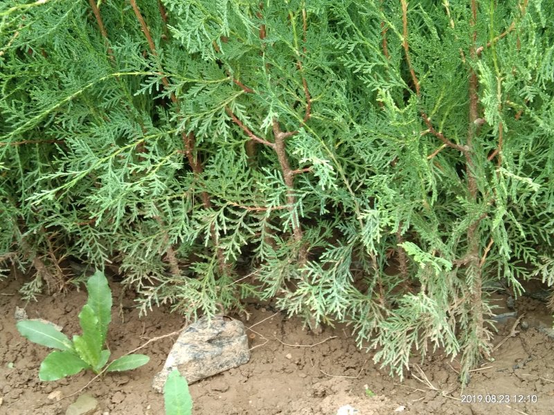 精品侧柏，绿化苗木苗农户直供一手货源，各种规格价格美丽