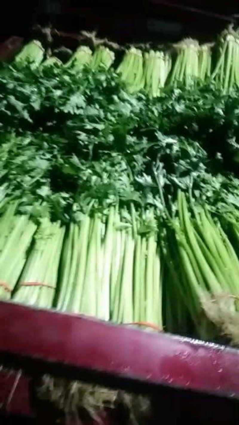 山东芹菜山东香芹优质标准香芹大量上市价格合理，