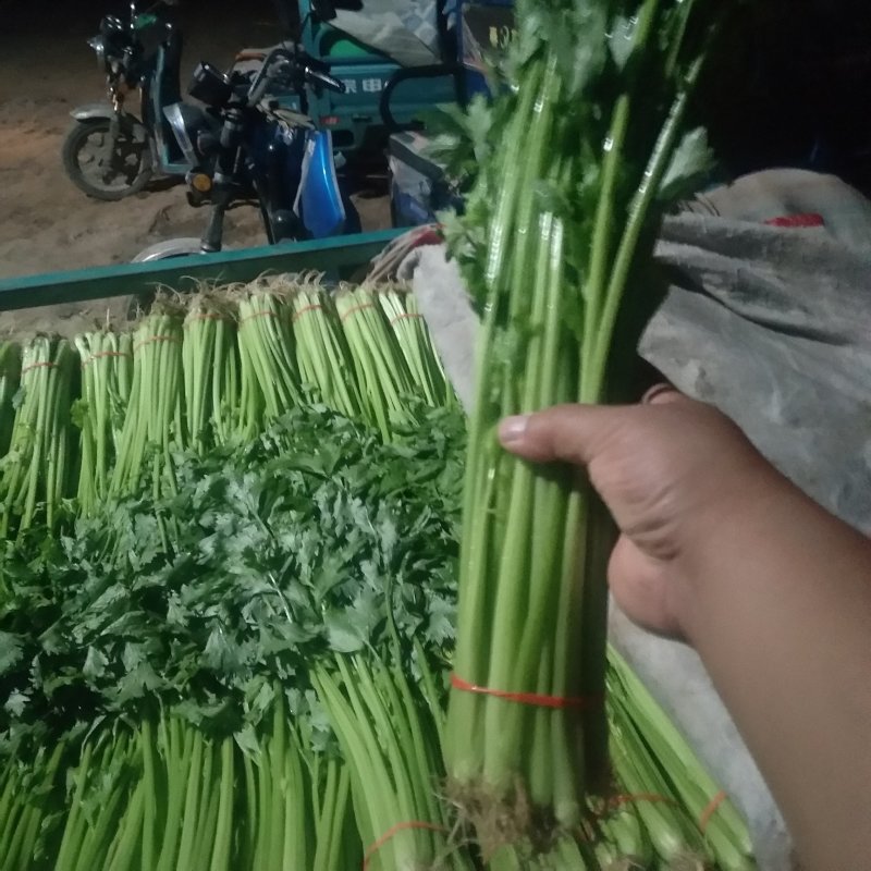 山东芹菜山东香芹优质标准香芹大量上市价格合理，