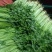 山东芹菜山东香芹优质标准香芹大量上市价格合理,