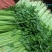 山东芹菜山东香芹优质标准香芹大量上市价格合理,