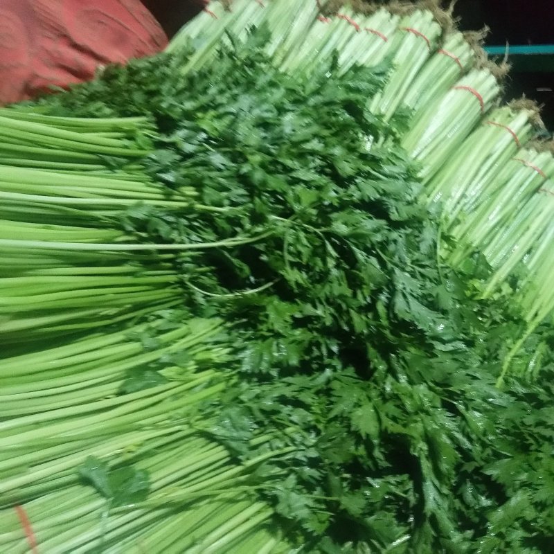 山东芹菜山东香芹优质标准香芹大量上市价格合理，