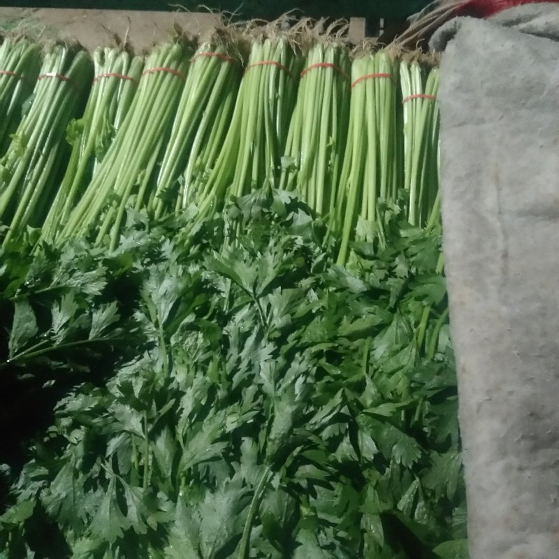 山东芹菜山东香芹优质标准香芹大量上市价格合理，