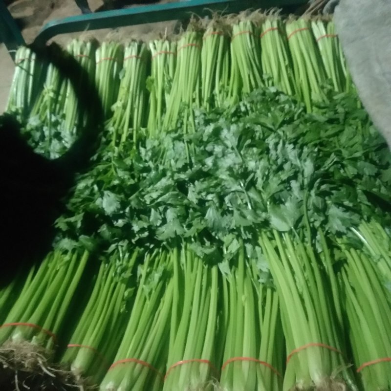 山东芹菜山东香芹优质标准香芹大量上市价格合理，