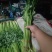 山东芹菜山东香芹优质标准香芹大量上市价格合理,