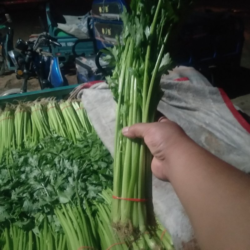 山东芹菜山东香芹优质标准香芹大量上市价格合理，